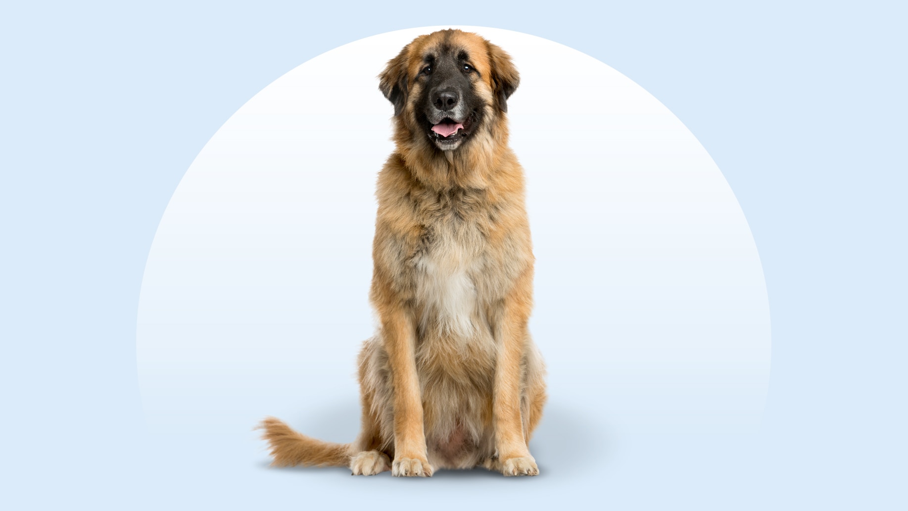 Leonberger dog sitting on an isolated blue background