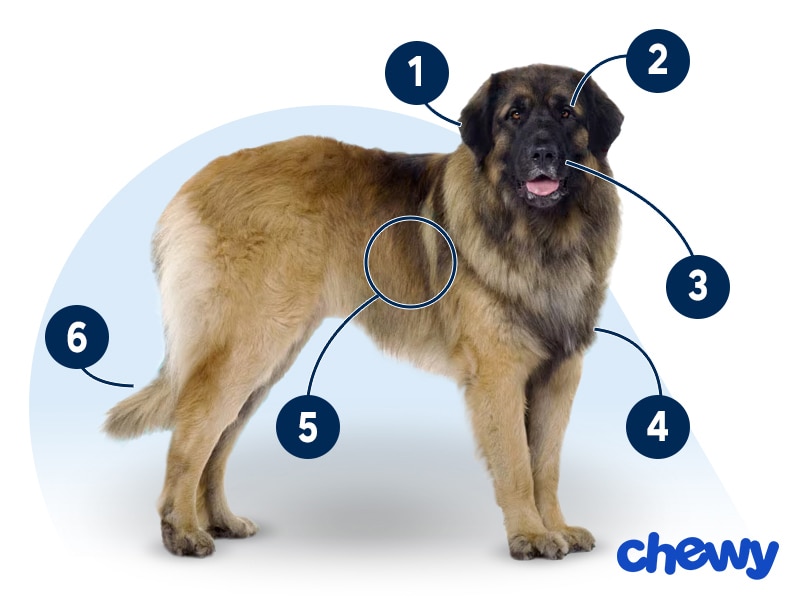 Photo of a Leonberger