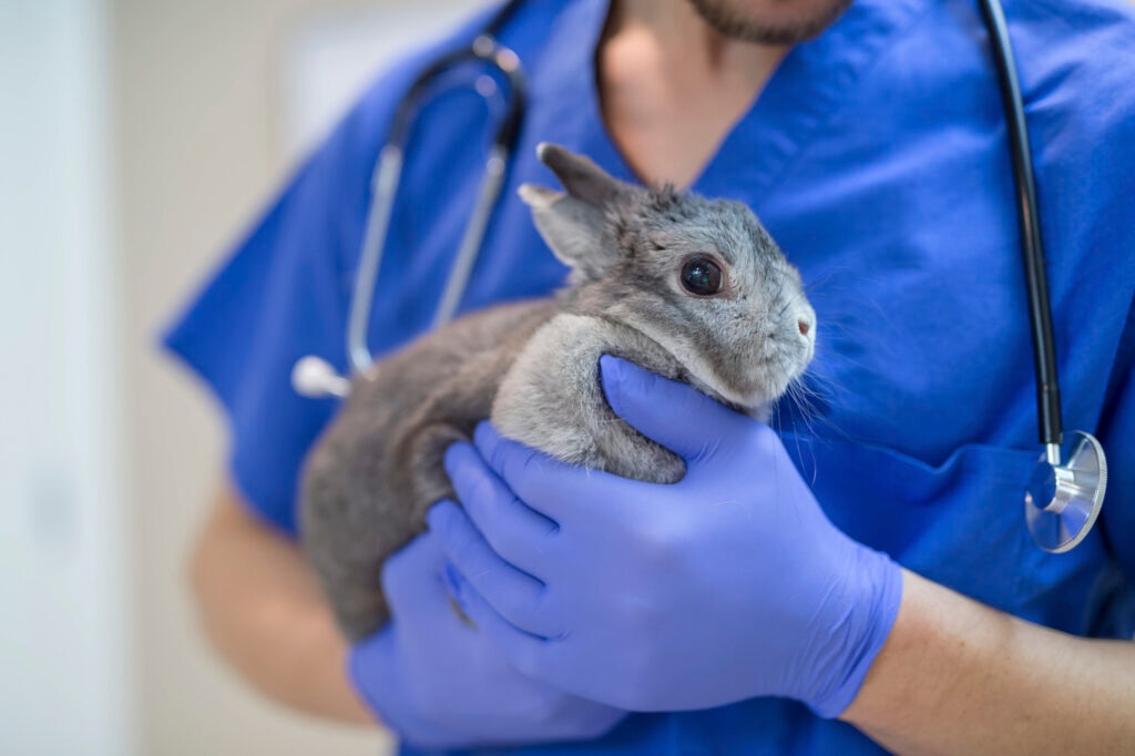 myxomatosis; a rabbit is held by their veterinarian.
