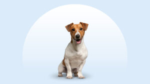 Russell Terrier