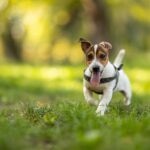 A shorthaired Russell Terrier wearing a harness in a park