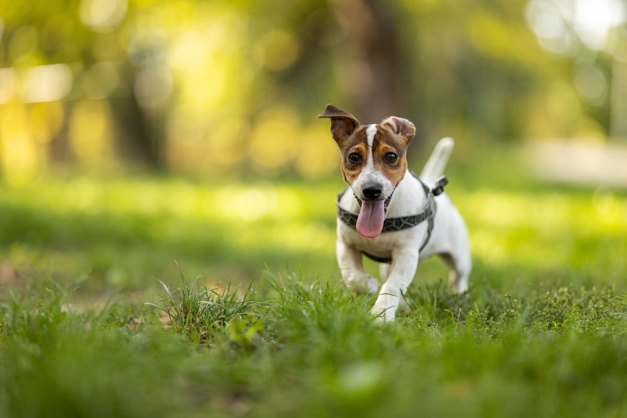 Russell Terrier Breed: Characteristics, Care & Photos | Chewy