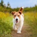 Rough Russell Terrier walking down a trail in the middle of tall grass and yellow flowers