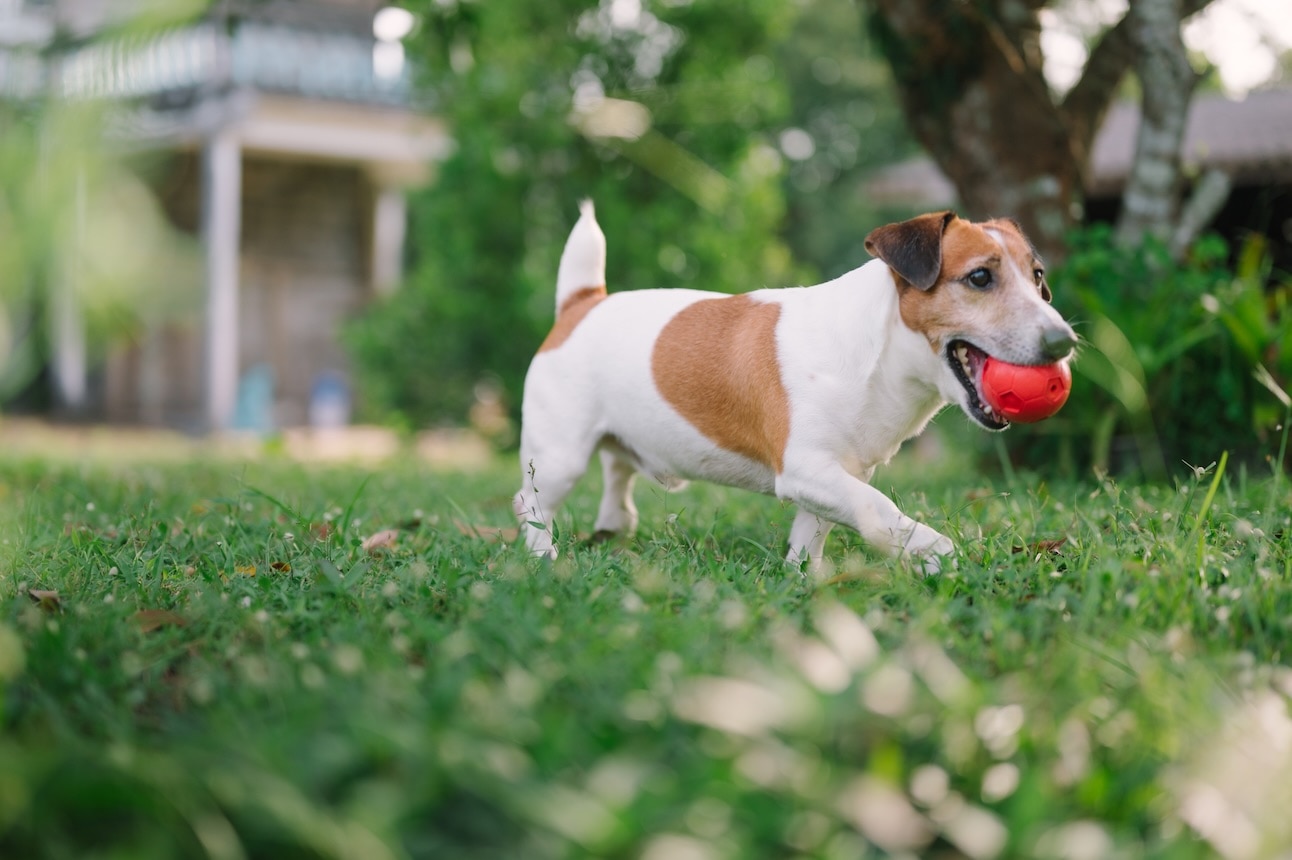 A Russell Terrier carrying a red ball