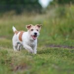 Rough coated Russell Terrier outside in a field