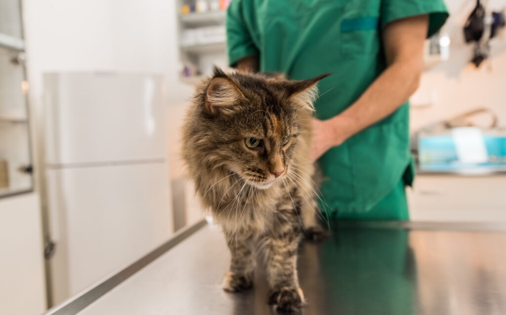 hyperthyroidism in cats; a cat is examined by their veterinarian.