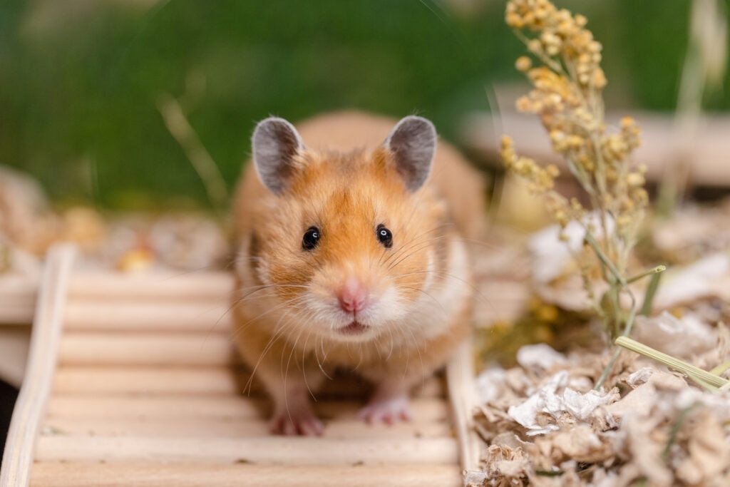 gerbil vs hamster; a hamster crawls through his enclosure.