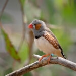 Pet Finch Care Sheet