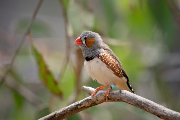 finch bird perching on a branch