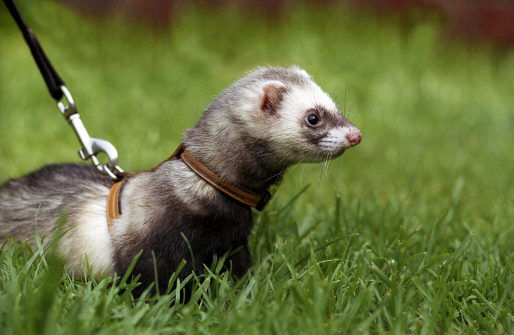 ferret on a leash in the grass.