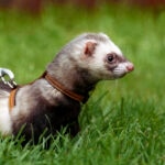 Ferret Care Sheet
