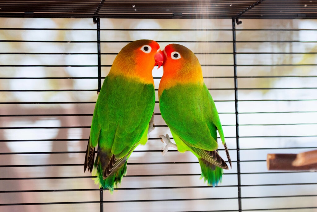 two pet lovebirds cuddling