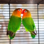 Lovebird Care Sheet