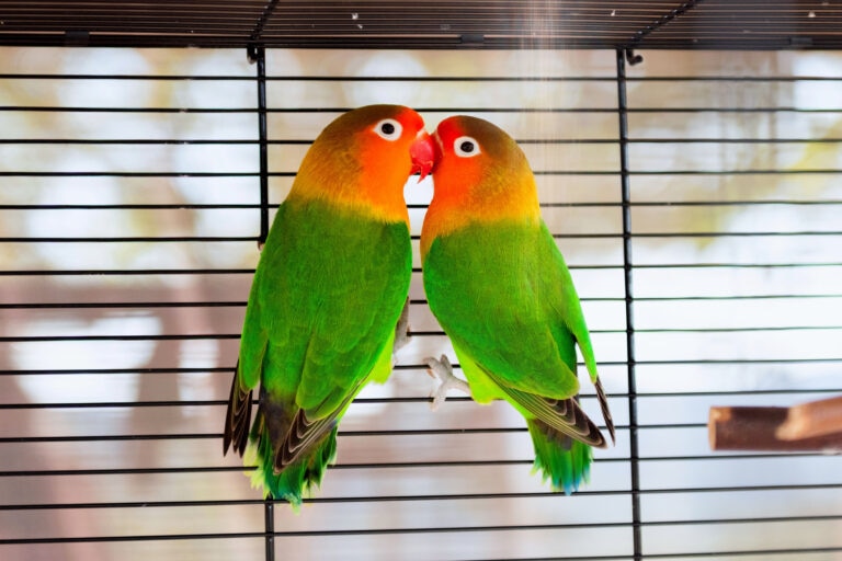 two pet lovebirds cuddling