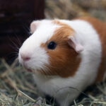 Guinea Pig Care Sheet