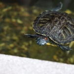 Aquatic Turtle Care Sheet