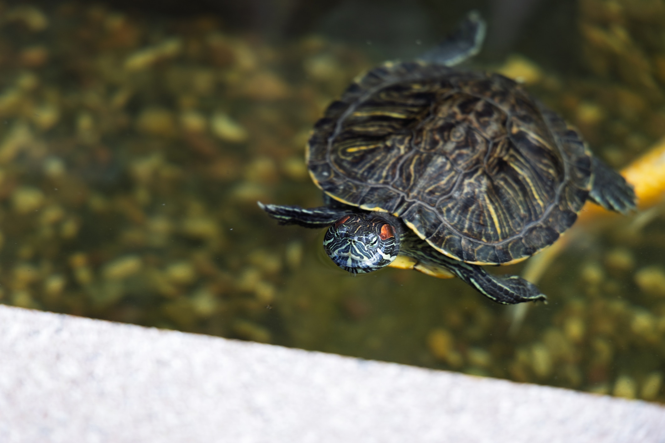 Aquatic Turtle Care Sheet