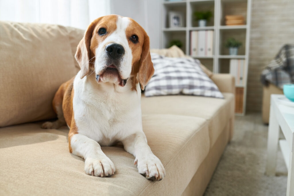 Cute dog lying on sofa stock photo