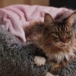 Why Is My Cat Wheezing? Symptoms, Causes, and Treatment