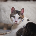 How Long Are Cats Pregnant?