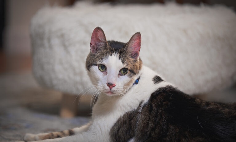 A brown, white, and gray tabby cat with green eyes sits on the floor on their home.