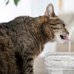 Why Is My Cat Drinking a Lot of Water and Losing Weight?