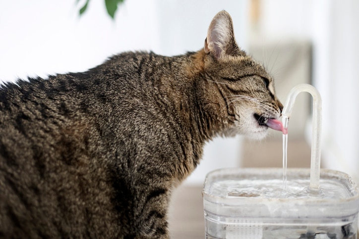 A tabby cat sips from a clear water fountain.
