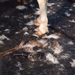 How To De-Shed a Horse: Proven Tips for a Healthier, Shinier Coat