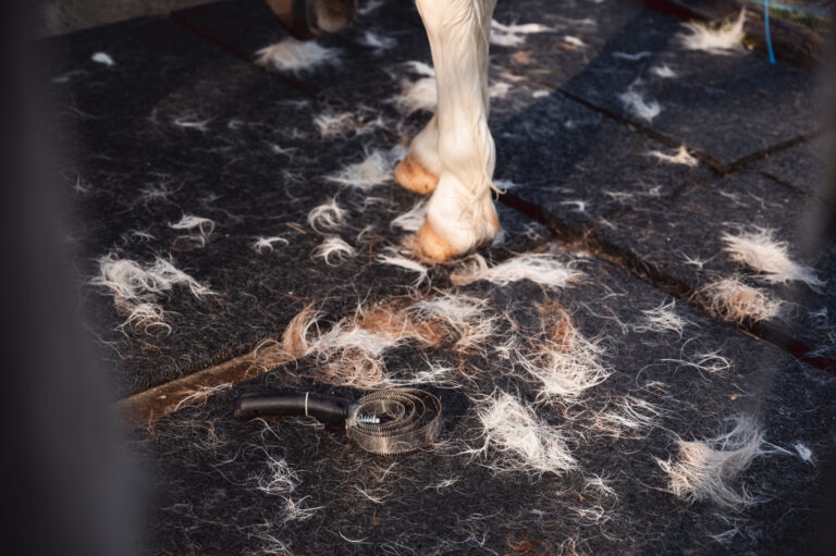 Horse shed coat on the ground with shedding tool