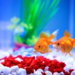 Proper Water Parameters for Goldfish: Temperature and pH Guide