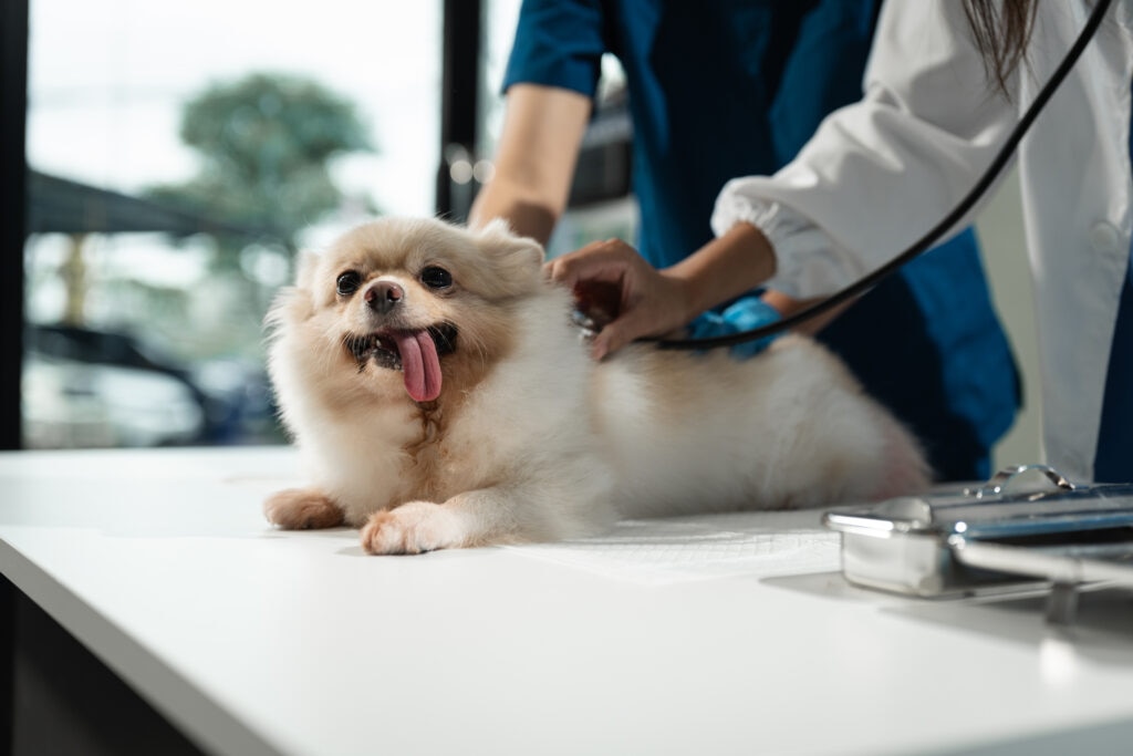 lymphoma in dogs; a dog is examined at the veterinarian.
