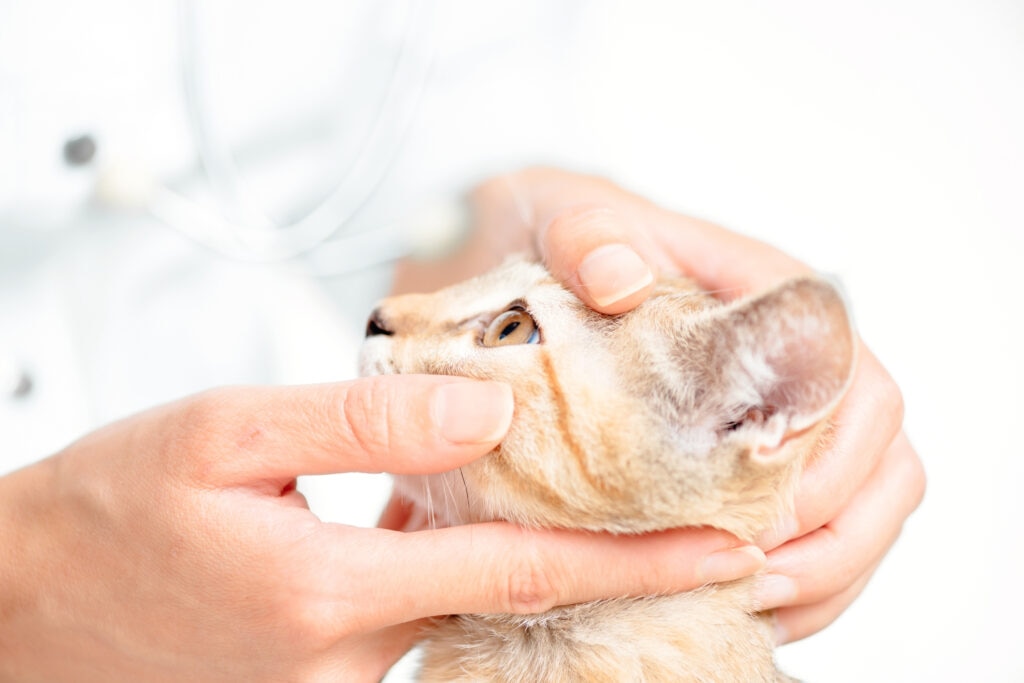 conjunctivitis in cats; a cat’s eyes are examined by their veterinarian.