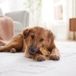 Resource Guarding in Dogs: Why It Happens and How To Stop It