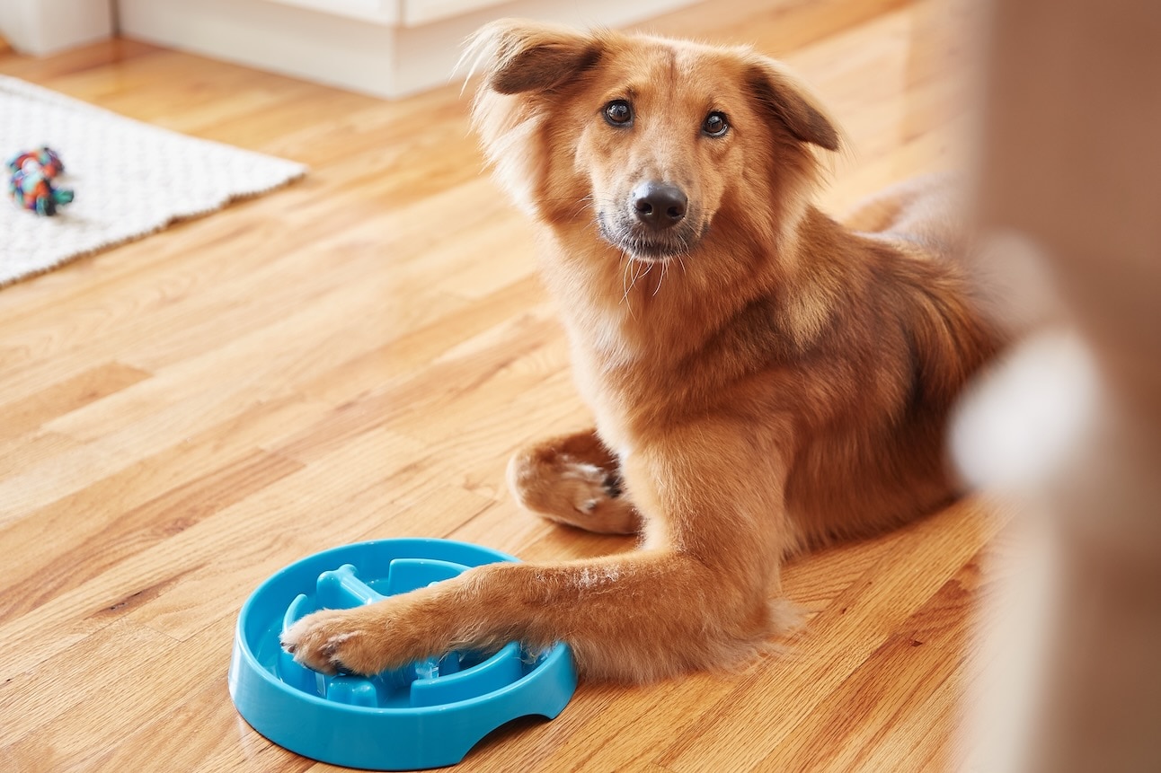 dog with his paw on a slow feeder bowl. learn about resource guarding in dogs