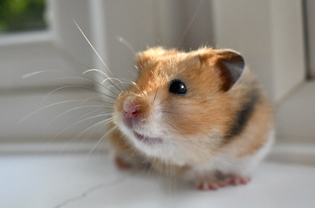 hamster care sheet; a hamster sits by a window with sun coming in.