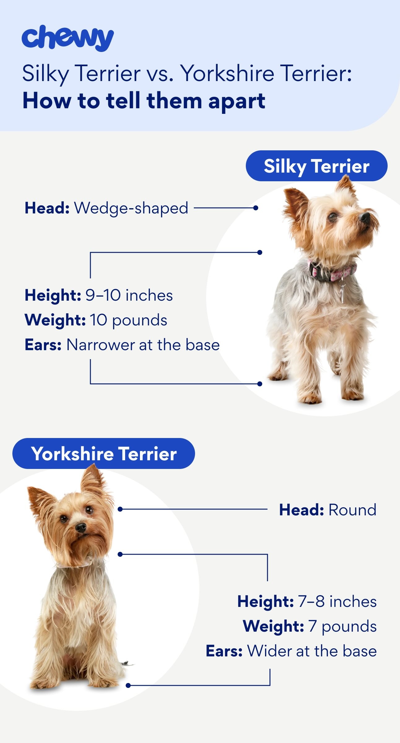 Diagram showing the physical differences between silky terriers and yorkshire terriers' appearances