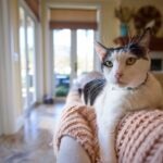 What Is a Domestic Shorthair Cat?