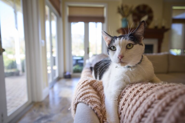 A black and white domestic shorthair cat lying on the back of a couch.