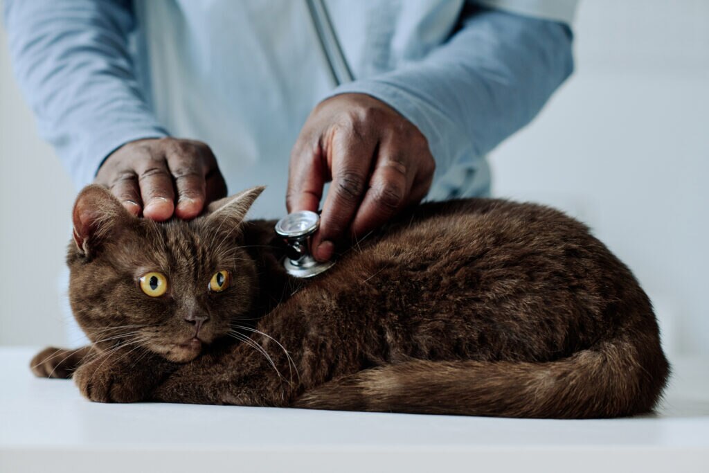 hypertension in cats; a cat is examined for hypertension by their veterinarian.