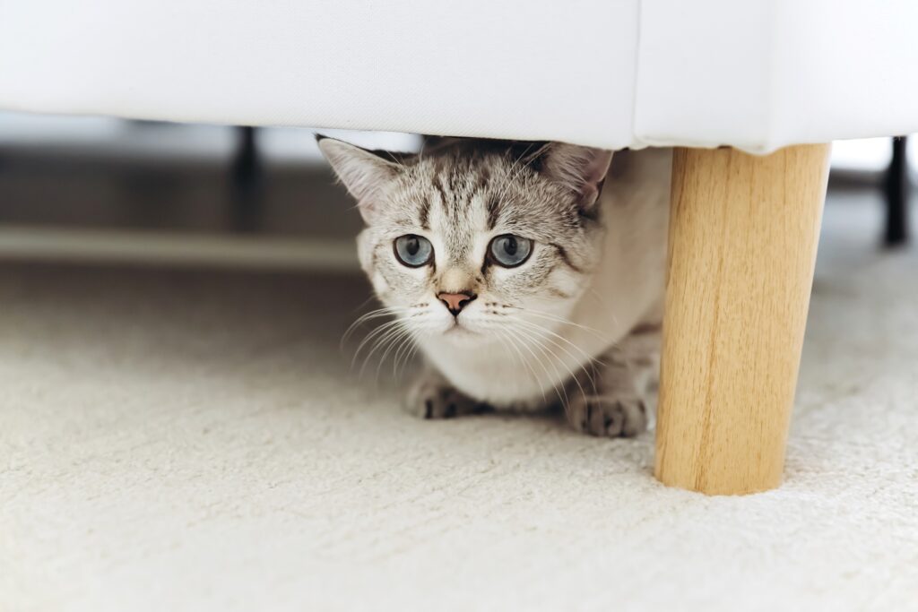 a silver cat hiding underneath a chair