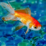 What Fish Can Live with Goldfish? How To Choose the Best Goldfish Tank Mates
