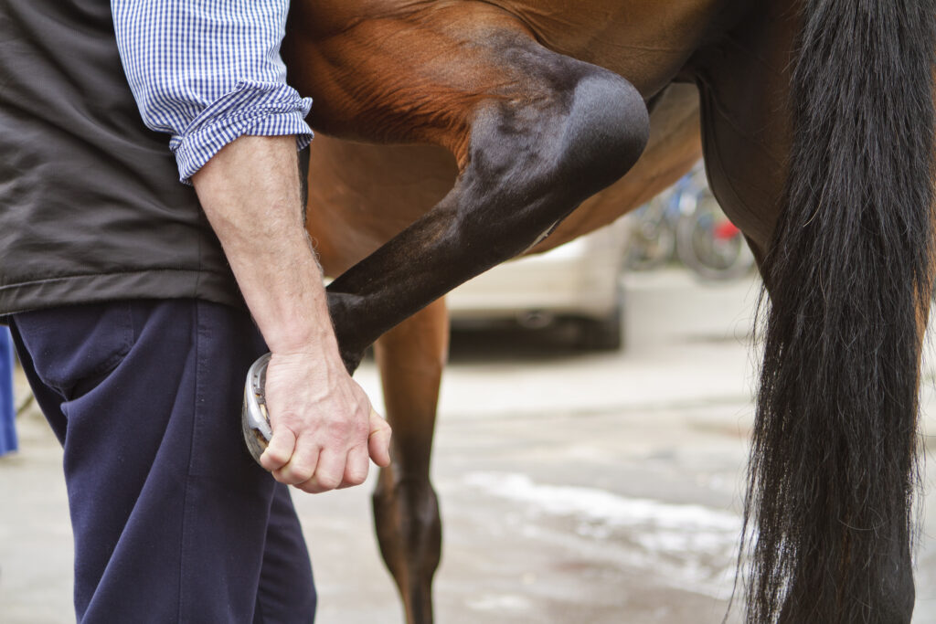 person tests a horse’s back leg by stretching