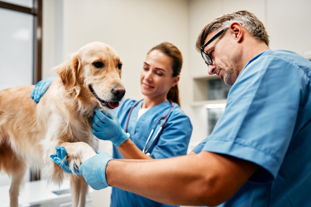 cancer in dogs; a Golden Retriever is examined by two veterinarians.