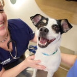 How Often Should I Take My Dog to the Vet?