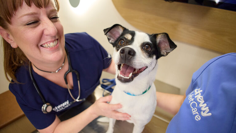 A dog at a wellness vet visit