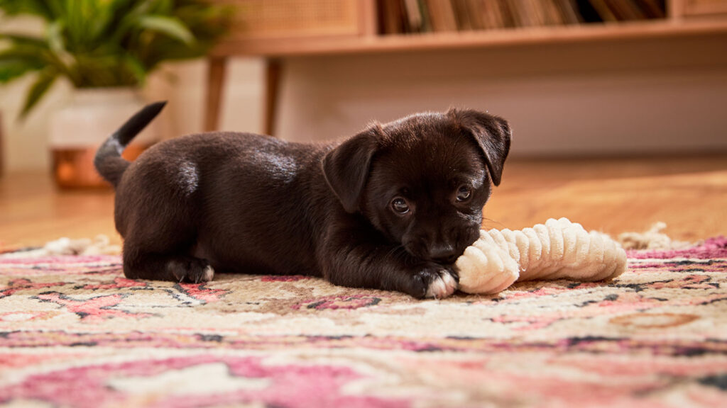 A brown puppy playing with a chew toy in their puppy-proofed house.