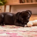How To Puppy-Proof Your House: 30 Safety Tips