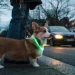 5 Crucial Tips for Walking a Dog at Night