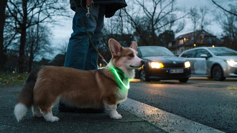 A man walking a dog at night