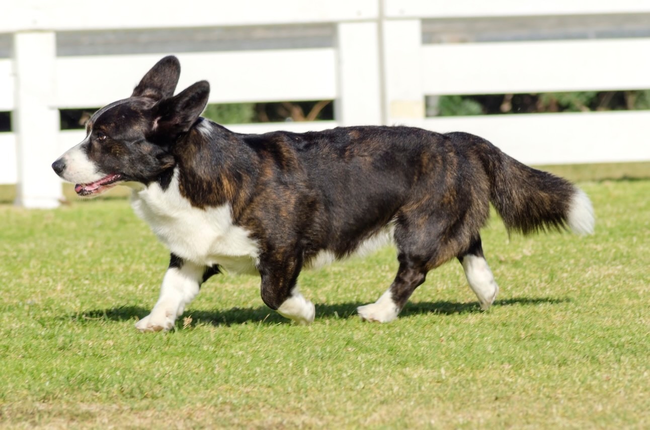 Brindle Cardigan Welsh Corgi trots across grass